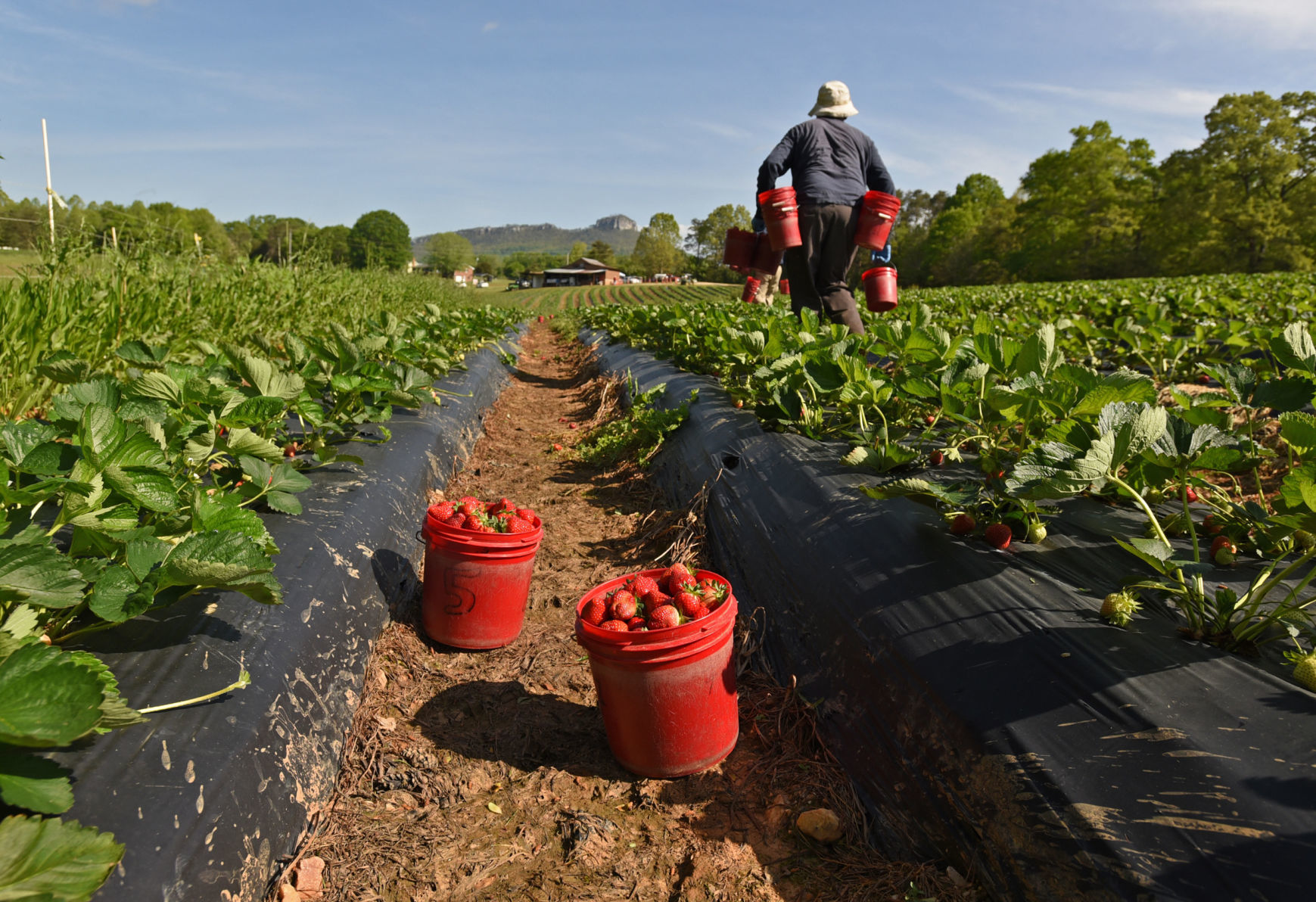 Country Roads Strawberries